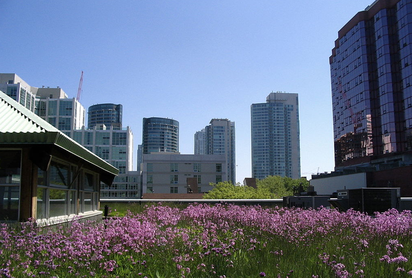 Toronto se ha convertido en la ciudad de los techos verdes.