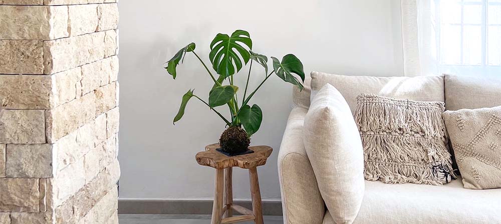 salon decorado con piedra natural y plantas